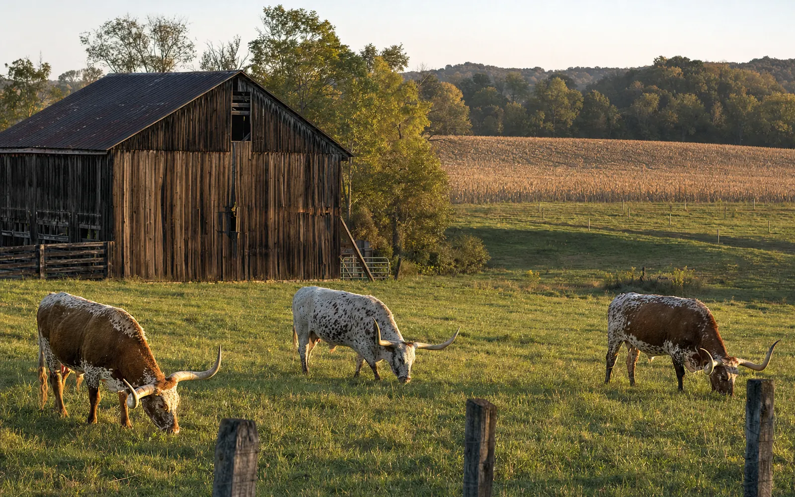 Longhorn cattle grazing in a green pasture in front of a weathered tobacco barn on a Kentucky farm at golden hour, AI-generated illustration