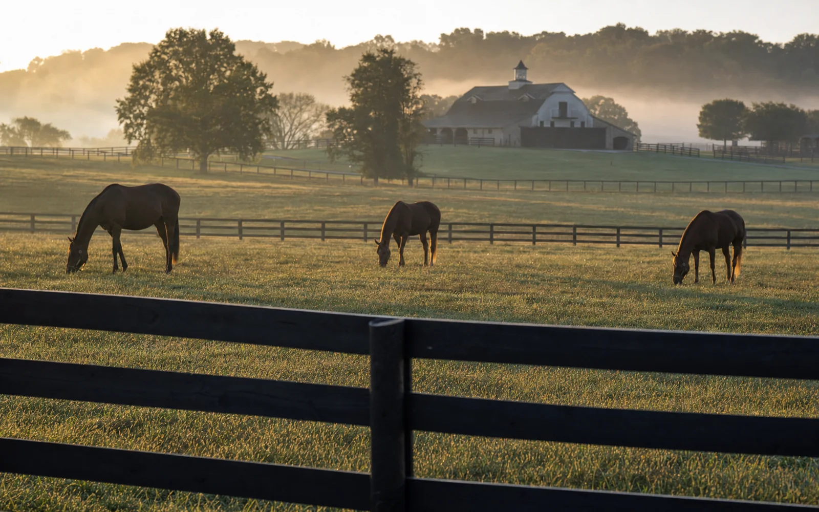 Thoroughbred horses grazing in a rolling green pasture behind a black plank fence at sunrise, AI-generated illustration