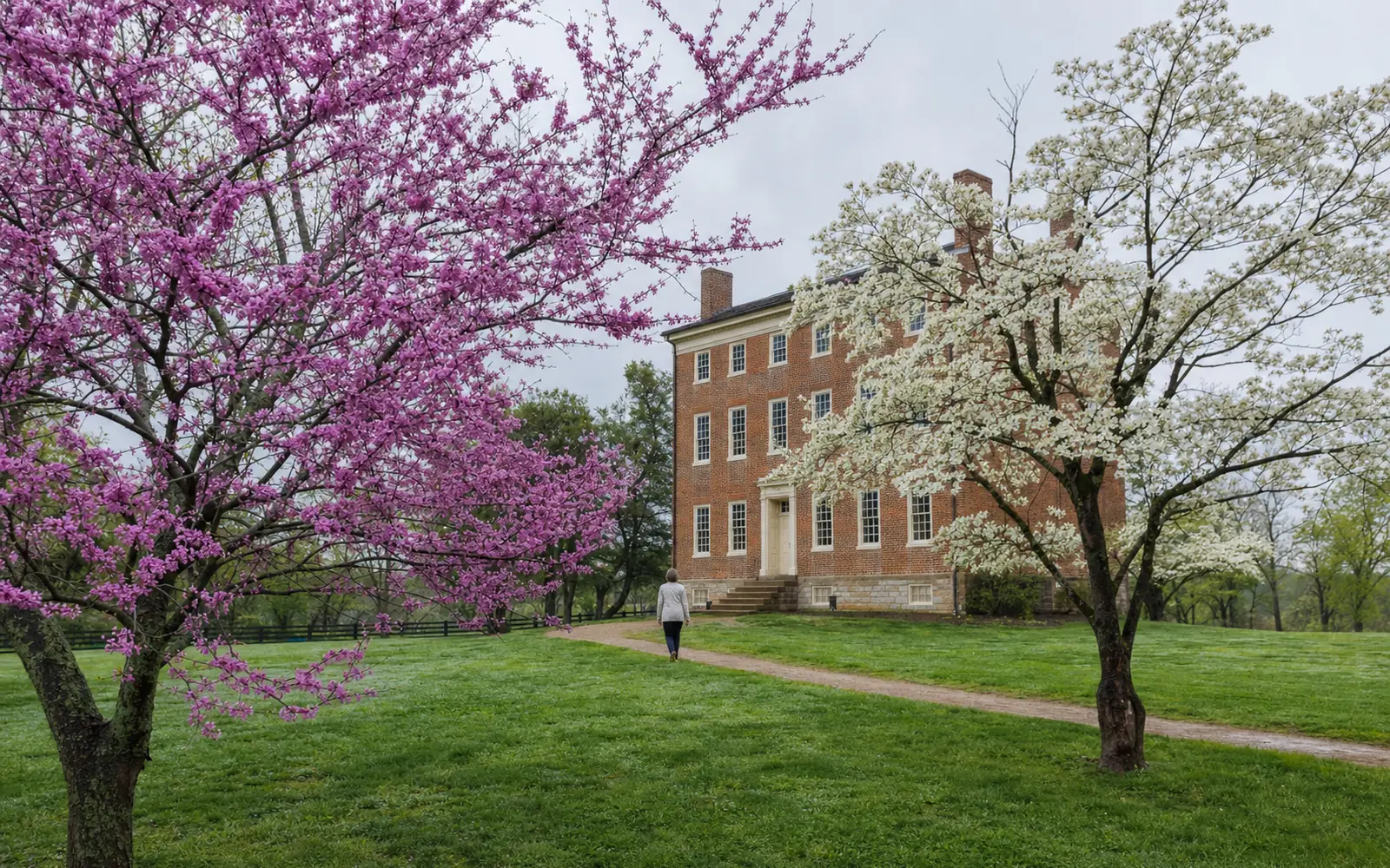 A three-story red brick Federal mansion behind a lawn with blooming redbud and dogwood trees on a soft April morning, AI-generated illustration